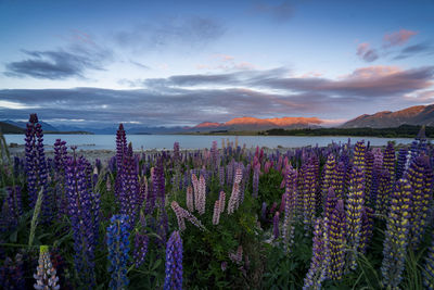 Blooming lupins at lake tekapo in canterbury, south island new zealand in spring season.