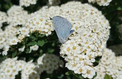 Close-up of insect on white flowering plant