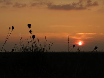Silhouette plants on field against sky during sunset