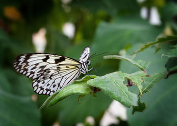 Close-up of butterfly perching on plant