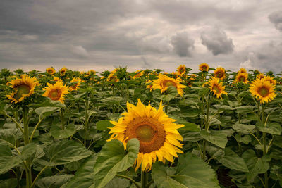 Sunflowers blooming against cloudy sky