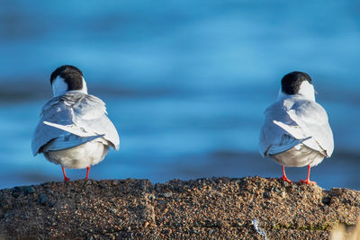 Common terns having social distance