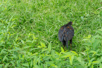 Bird perching on plant in field