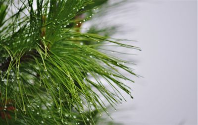 After rain at kundasang highland.  water droplets at the edge of pine tree leaves....