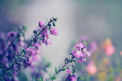 Close-up of pink flowering plant