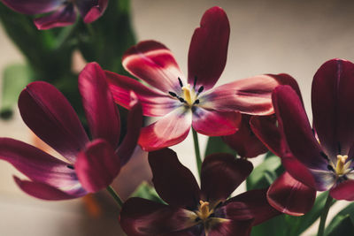 Close-up of pink flowers