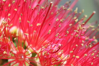 Close-up of red flowering plant