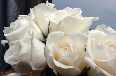 Close-up of white roses