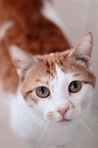 Close-up portrait of a cat