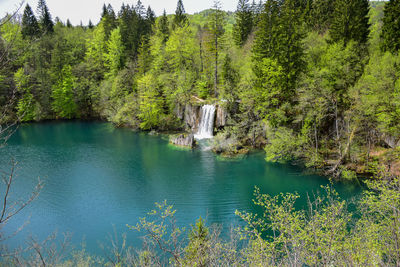 Scenic view of waterfall in forest