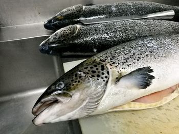 Close-up of fish for sale