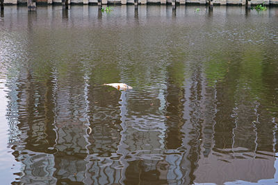 View of birds swimming in lake