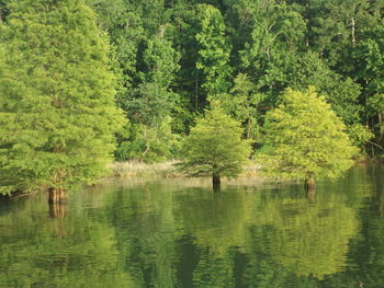 Reflection of trees in lake