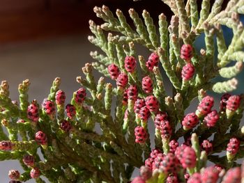 Close-up of pink flowering plant