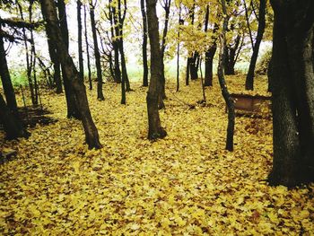 Fallen trees in forest