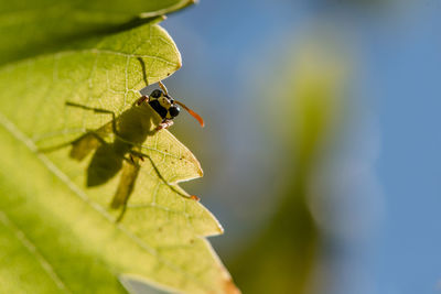 Close-up of insect on leaf