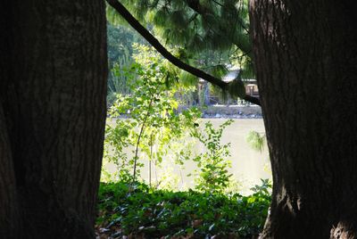 Close-up of tree trunk in forest