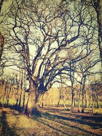 Bare trees on landscape