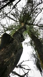 Low angle view of tree against sky