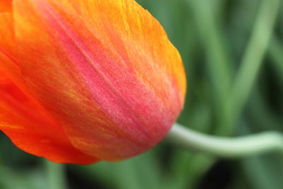 Close-up of orange flower