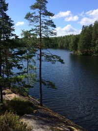 View of river passing through forest