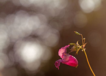 Close-up of pink flowering plant