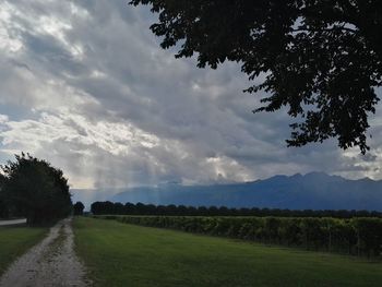 Scenic view of agricultural field against sky