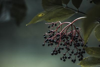 Close-up of bird on plant