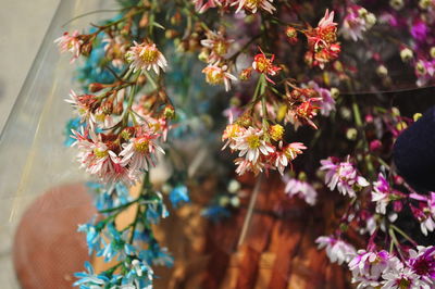 Close-up of potted plant