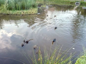 High angle view of ducks swimming in lake