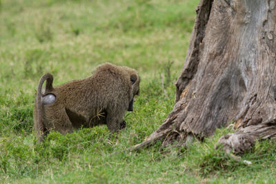 Baboon in grass at the base of a tree