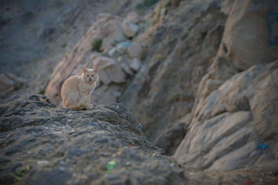 View of lizard on rock