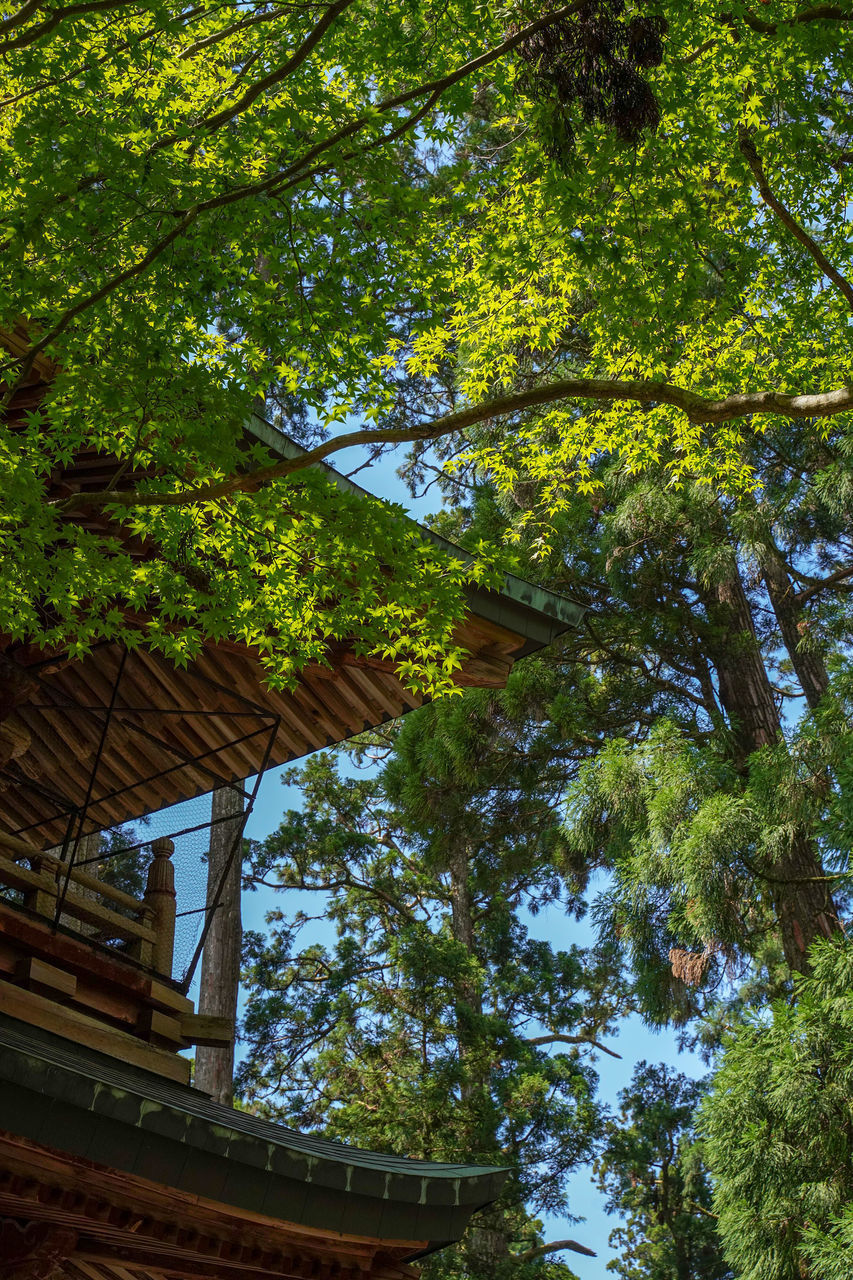 LOW ANGLE VIEW OF TREES IN FOREST