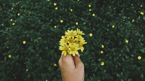 Close-up of hand holding yellow flower