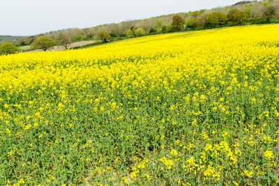 Scenic view of oilseed rape field