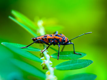 Close-up of insect on flower