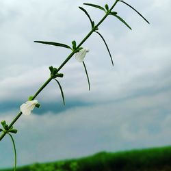 Close-up of flowering plant against sky