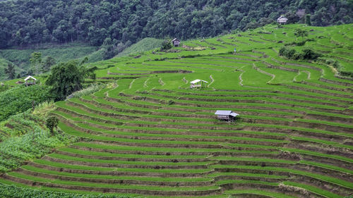 High angle view of agricultural field