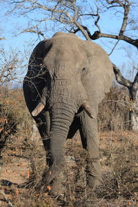 Close-up of elephant in forest