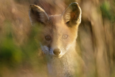 Red fox pup from kopacki rit, croatia