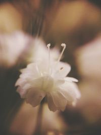 Close-up of flower against blurred background