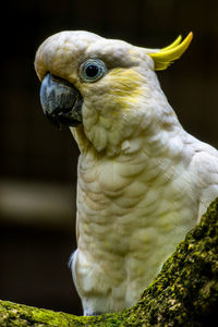 Yellow-crested cockatoo