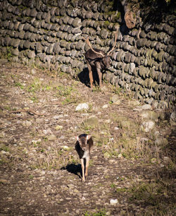 High angle view of dog standing on field