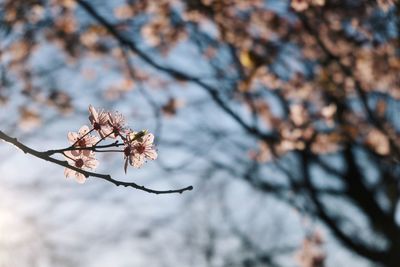 Low angle view of cherry blossoms in spring