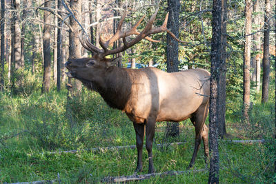 Moose, alces alces, jasper national park, alberta, canada