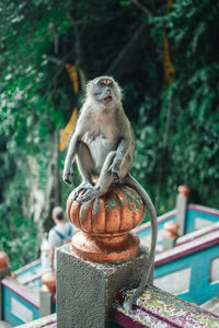 Close-up of gorilla sitting on metal