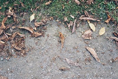 High angle view of dry leaves on field