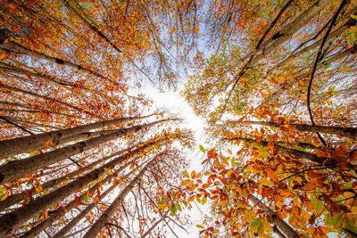 Low angle view of trees during autumn