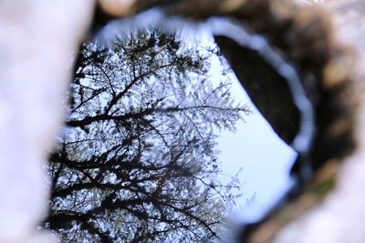 Low angle view of silhouette tree against sky