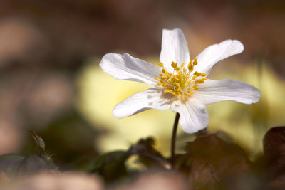 Close-up of white flowering plant